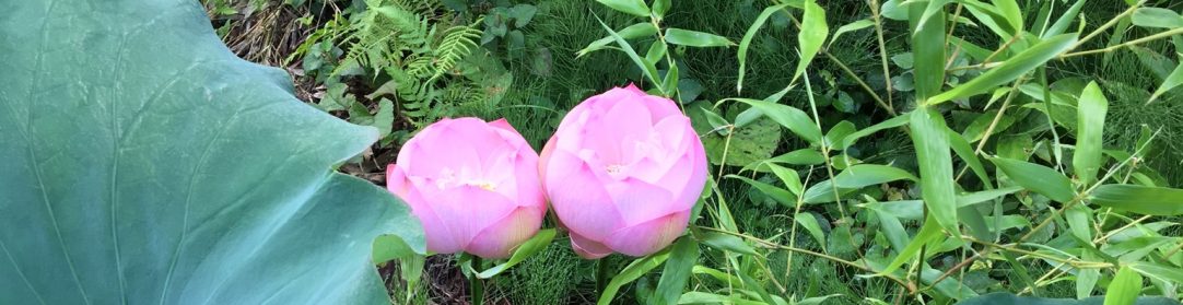 念仏の声を響かせ　共に語り合おう